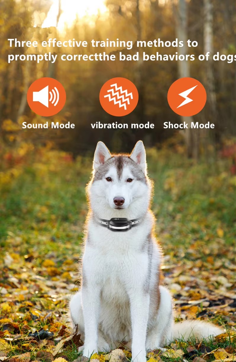 dog trainer dog trainer